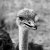 Ostrich/struzzo at Waterberg Plateau, Namibia